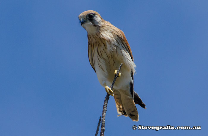 Nankeen Kestrel