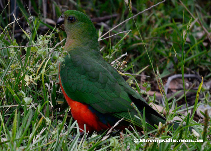 King Parrot female