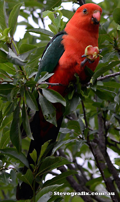 King Parrot Male