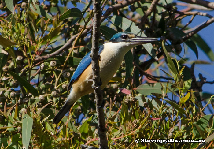 Sacred Kingfisher