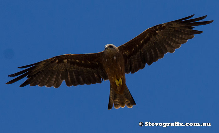 Black Kite in flight