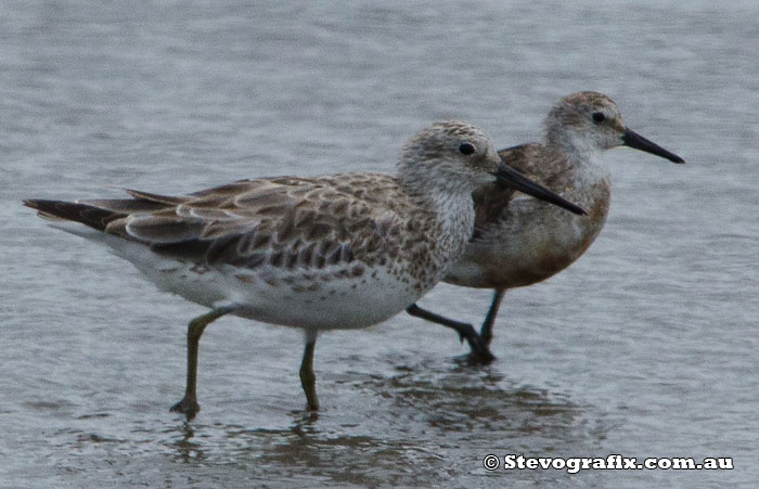 Great & Red Knots