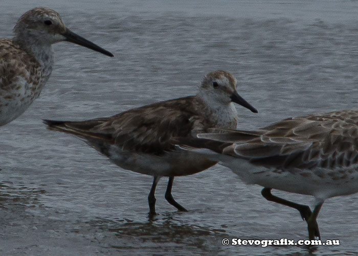 Red Knot