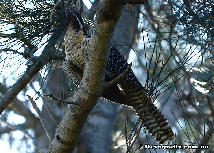 Female Eastern Koel