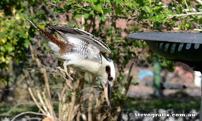 Kookaburra diving