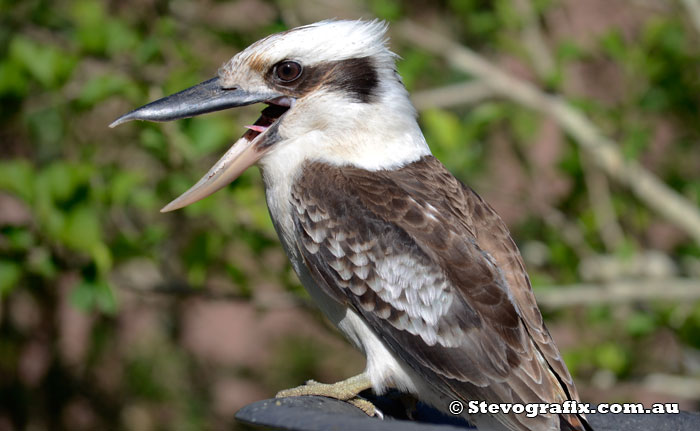 Kookaburra laughing