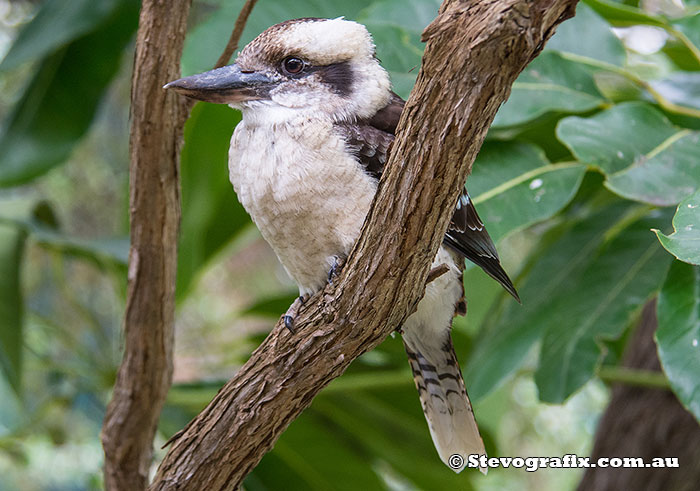 Laughing Kookaburra