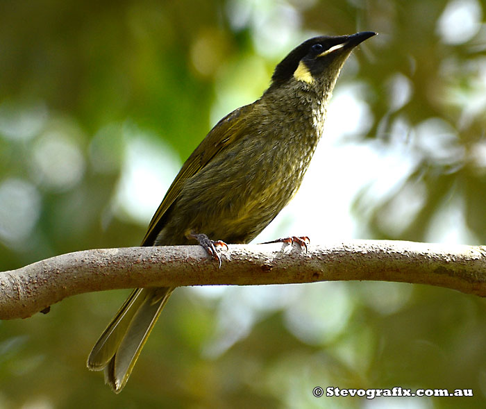 Lewins Honeyeater