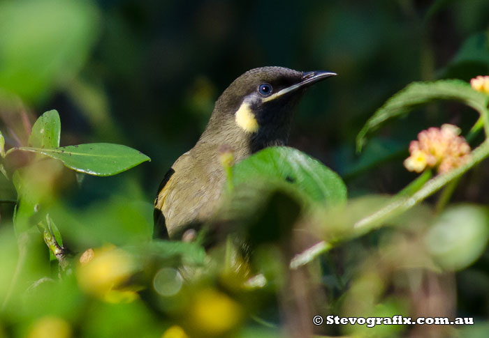 Lewins Honeyeater