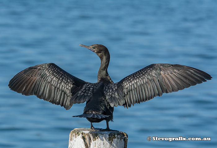 Little Black Cormorant