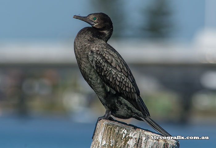 Little Black Cormorant