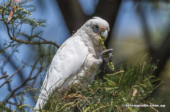 Little Corella