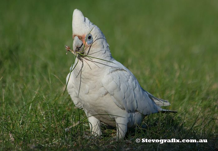 Little Corella