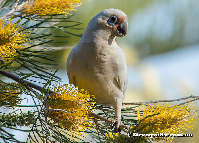 Little Corella