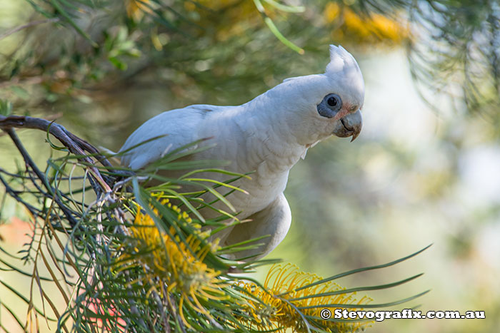 Little Corella