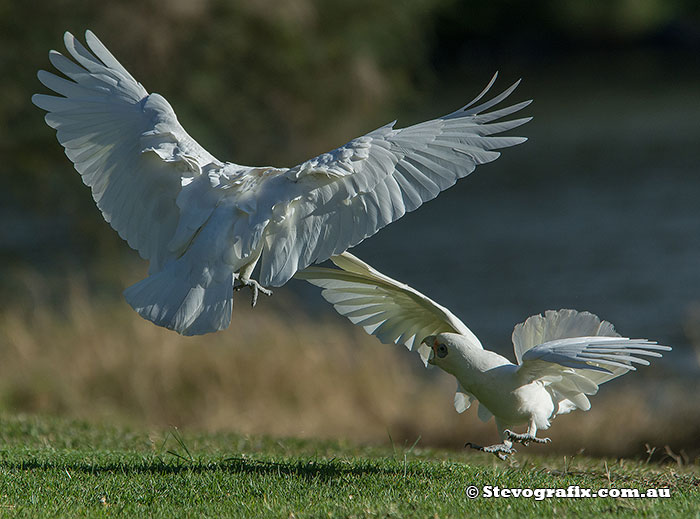 Little Corella