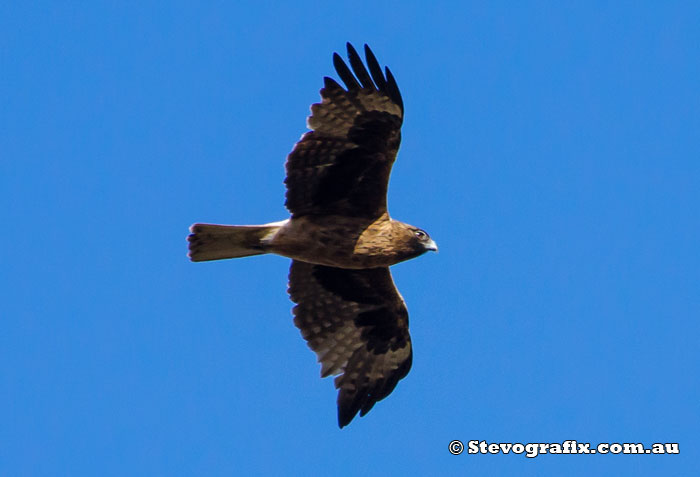 Little Eagle (Dark Morph)