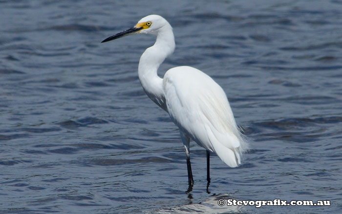 Little Egret