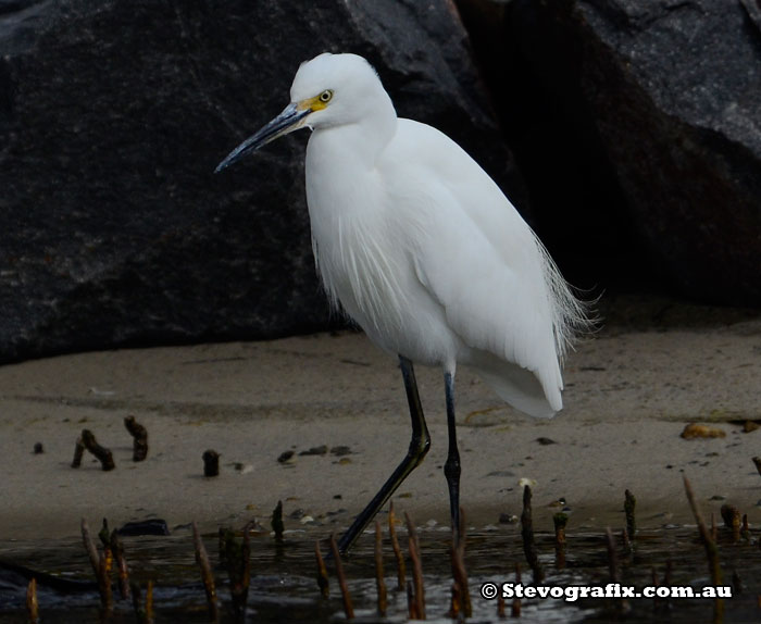 Little Egret