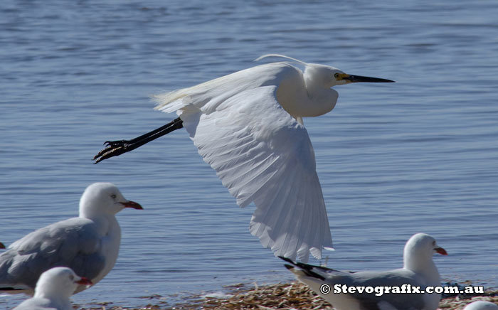 Little Egret in flight