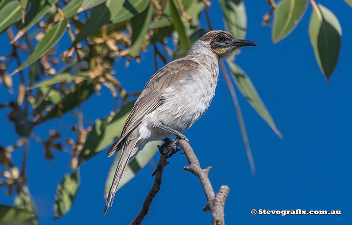 Little Friarbird