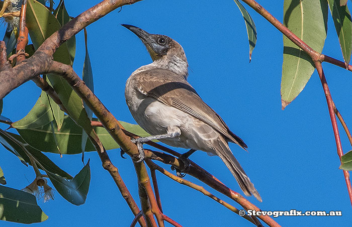 Little Friarbird