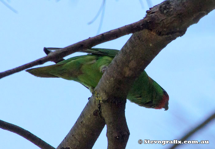 Little lorikeet