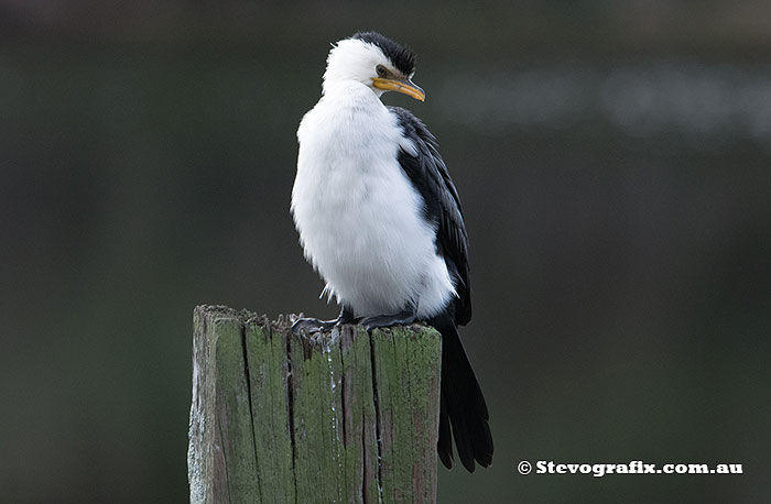 Little Pied Cormorant