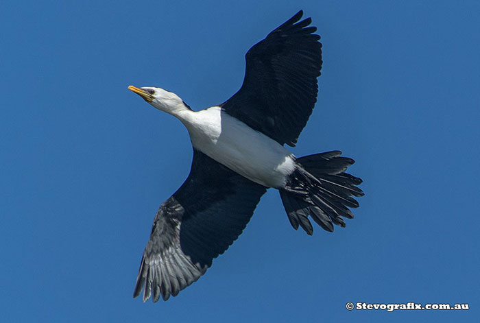 Little Pied Cormorant