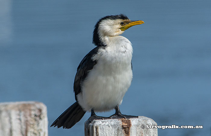 Little Pied Cormorant