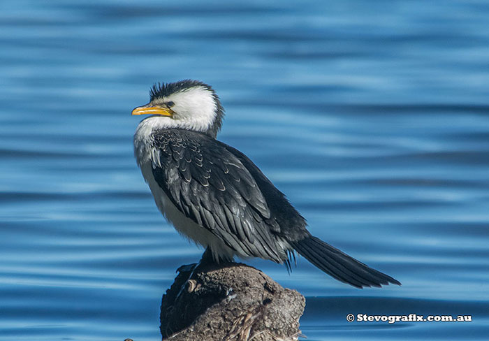 Little Pied Cormorant