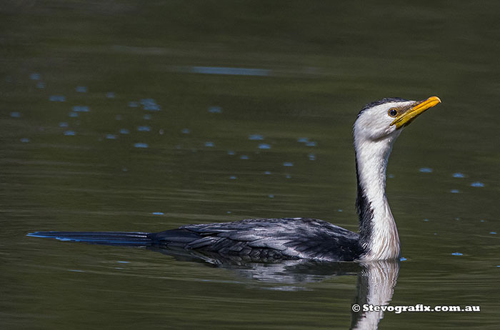 Little Pied Cormorant