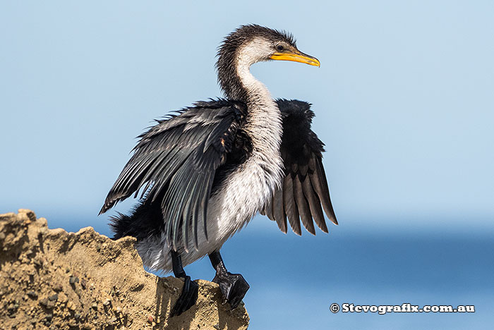 Little Pied Cormorant