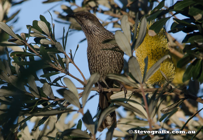 Little Wattlebird