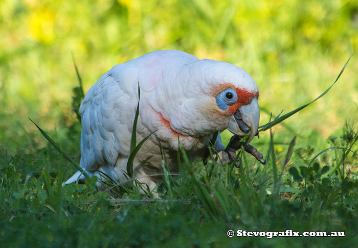 Long-billed Corella