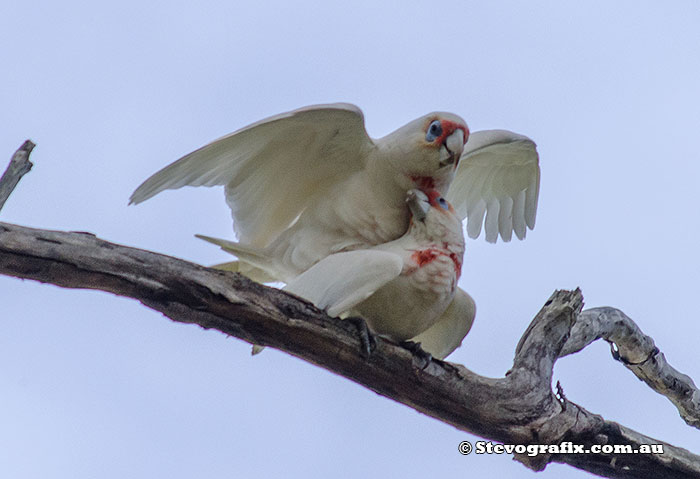 Little Corellas Mating