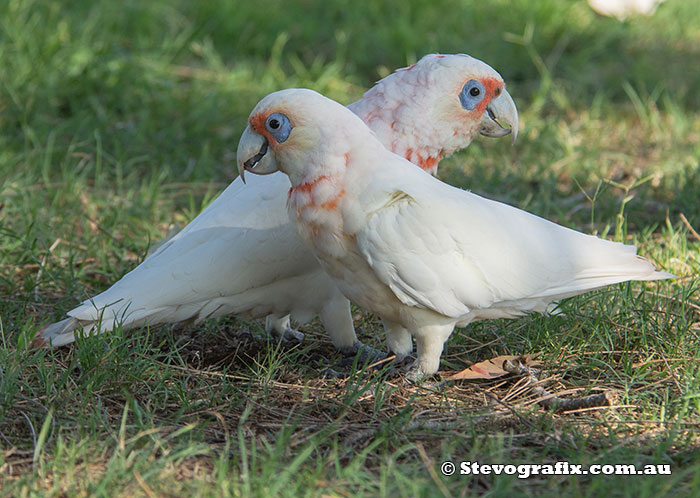 Long-billed Corellas