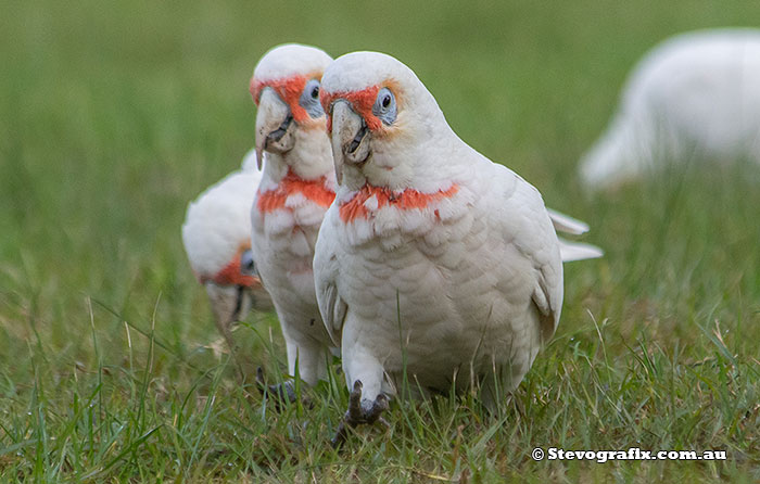 Long-billed Corellas