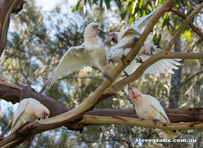 Long-billed Corellas