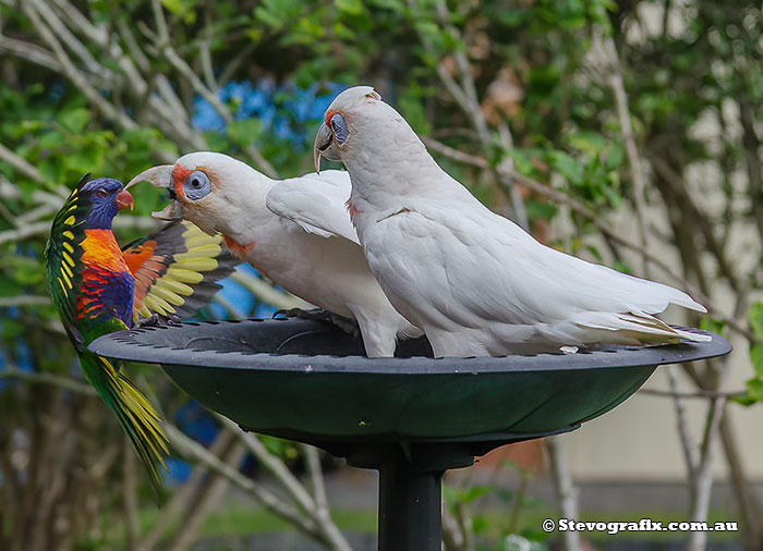 Loing-billed Correla fighting with Rainbow lorikeet