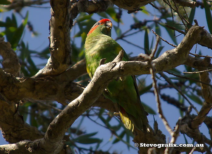 Musk Lorikeet