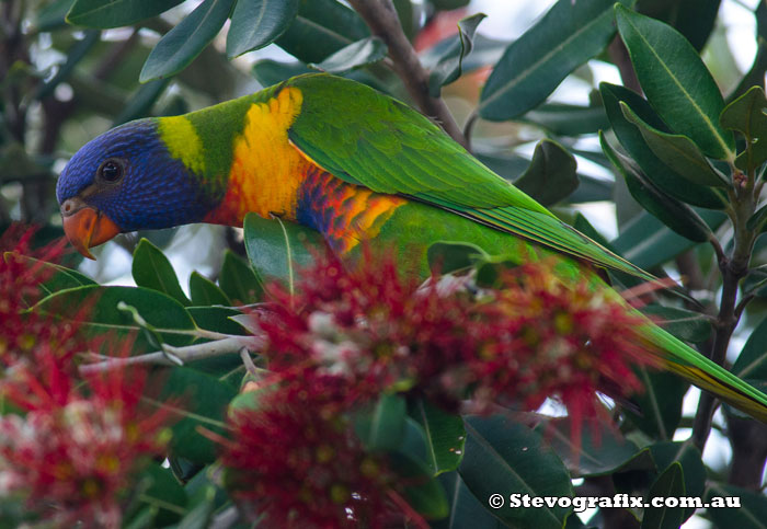 Rainbow lorikeet fledgling