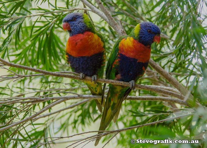 Rainbow Lorikeets