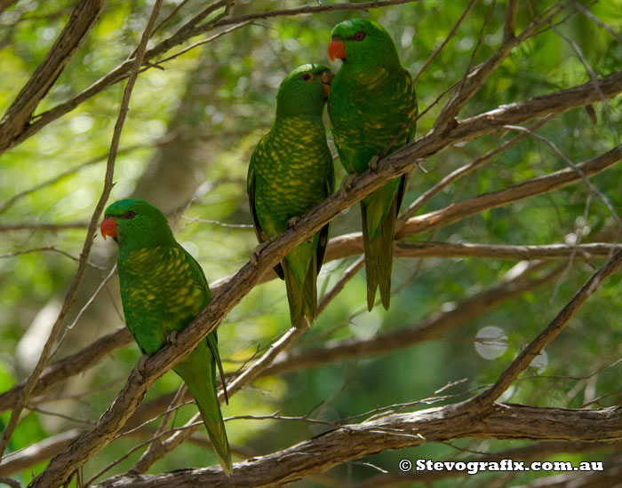 Scaly-breasted Lorikeet - Trichoglossus chlorolepidotus - Stevografix