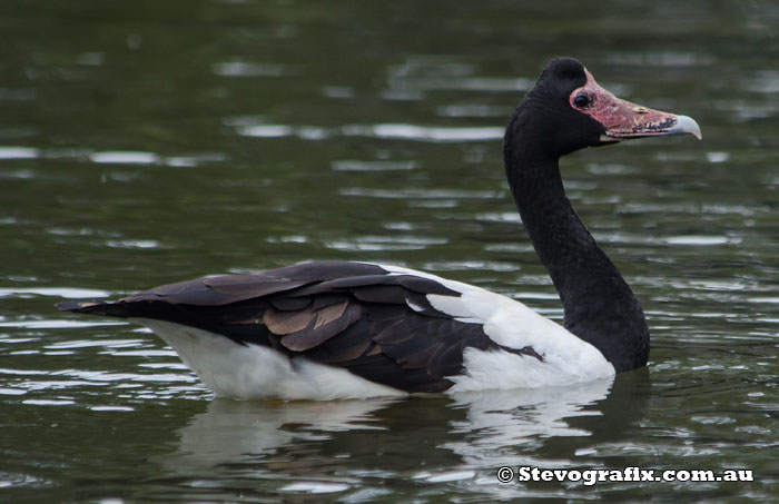 Magpie Goose