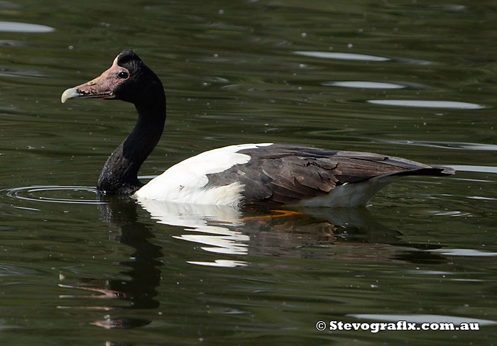 Magpie Goose