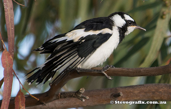 Magpie Lark