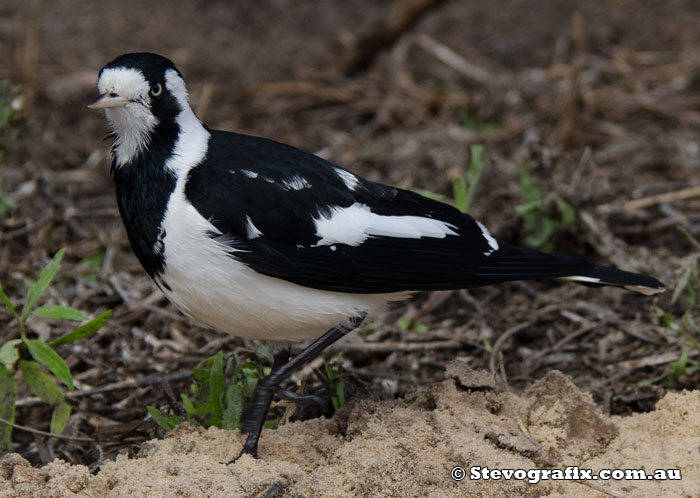 Female Magpie Lark