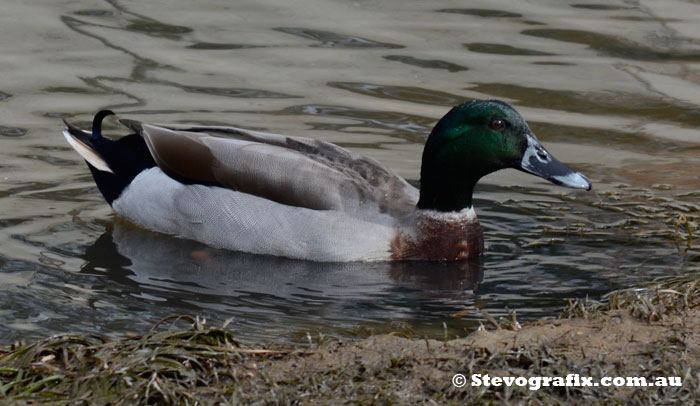 Mallard Male