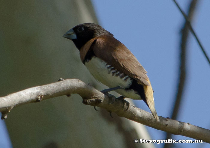 Chestnut-breasted Mannikin